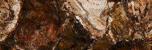 Prexury Petrified Wood