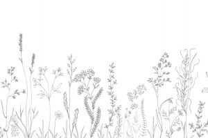 Wiese-00522