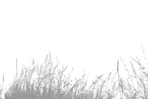Gras-00523
